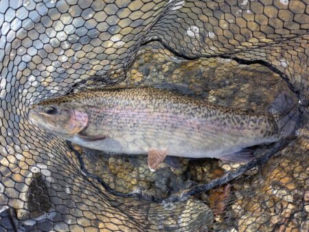 スプーン中心の釣果